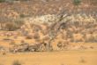 034 Springbuck at Kgalagadi.JPG