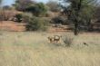 167 Buskbuck, Kgalagadi.JPG