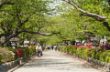 Kamakura Allee-5480.jpg