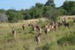 Impalas-1470.jpg