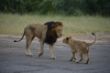 Lions on Runway-1094 (1).jpg