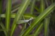 Praying mantis-0806 (1).jpg