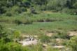 Sabi River, Lions-1485.jpg
