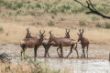Kuhantilope, Red Hartebeest-1.jpg