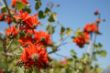 37 Flame Tree 1.jpg