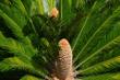 40 Cycas revoluta, männlich-0620.jpg