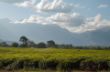 Teeplantagen vor Mulanje Moutains -8824.jpg
