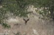 Steinbock, Etosha NP-2366.jpg
