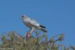 Falke, Etosha-2502.jpg