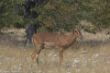 Impala, Etosha-2522.jpg