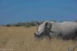 Black Rhino, Etosha-2575.jpg