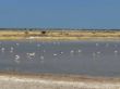 Flamingos, Namutoni, Etosha-1120.jpg