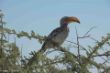 Rotschnabeltoko, Etosha-2567.jpg