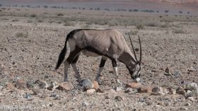 Oryx, Namib-1020181.jpg