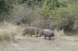088 Hippo at South Luangwa NP.JPG