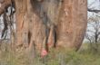 209 Very Big Baobab.JPG