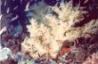 K 10 Underwater World.jpg