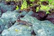 A 08 Iguanas.jpg