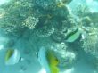 D 19 Fische beim Schnorcheln.jpg