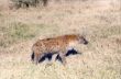 A 29 Hyena.jpg