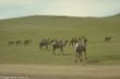Camel farm-0043.jpg