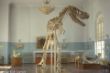 Dino-0009.jpg