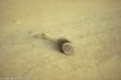Horse leg-0036.jpg