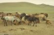 Horse milking-0049.jpg