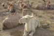 White camel-0057.jpg
