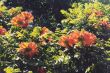K 24 The Company's Gardens.jpg