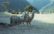 D 26 Lamas.jpg