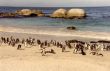 A 52 Boulder with its Penguins.jpg