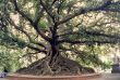 B 10 Buenos Aire's, tree.jpg