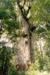 E 15 Waipoua Kauri Forest.jpg