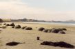H 84 Moeraki Boulders.jpg