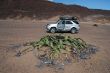 AU 05 Welwitschia Mirabilis, Messum River.JPG