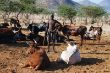 BC 108 Himba with Cattle, Epupa.JPG