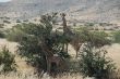 BI 15 Giraffe, Kleine Serengeti.JPG