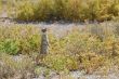 BK 06 Yellow Mongoose.JPG