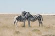 BJ 015 Zebras, near Okandeka Fountein.JPG