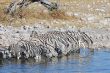 BJ 046 Zebras at Okaukuejo.JPG