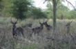 038 Waterbuck, Gorongosa.JPG