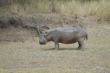 086 Hippo at South Luangwa NP.JPG